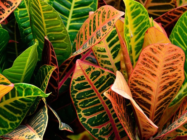 The Benefits of Growing House Plants