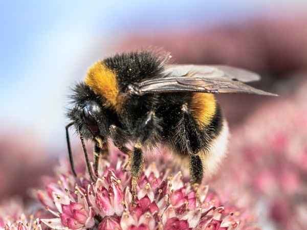 How to Help Bees – Our Best Pollinators
