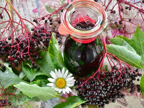 How to Make Elderberry Syrup