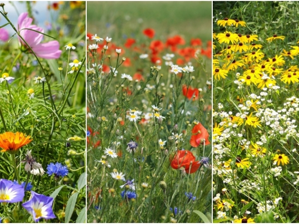 Help Save Your Local Wildlife With Wildflower Patches