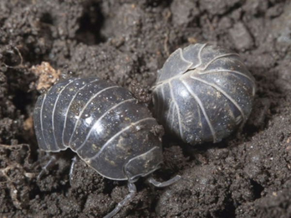 Beloved “Rollie Pollies” Safely Remove Toxic Heavy Metals From The Soil