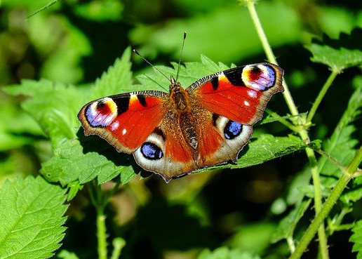 peacock-butterfly-1655724_640