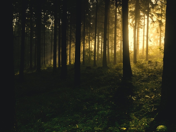 Introduction to Forest Bathing